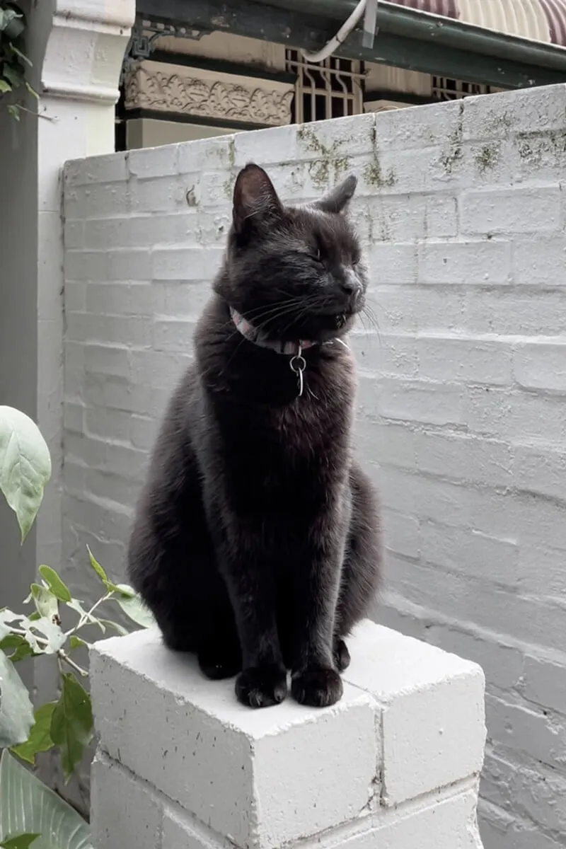 771 bourke st – redfern